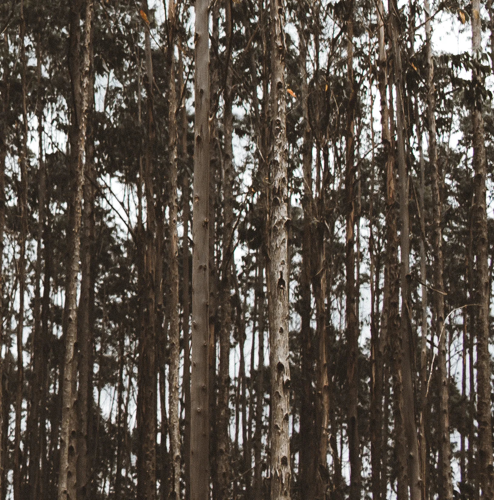 Forest Photography – Dense Tree Trunks by Rodrigo Baumgratz A dark and immersive forest scene captured by Rodrigo Baumgratz, featuring a dense grid of tall tree trunks. The image plays with vertical repetition and natural symmetry, using soft ambient light filtered through overcast skies to flatten depth and enhance mood. A study in shadow and rhythm, ideal for use in editorial nature collections, environmental visual essays, or fine art landscape series. 