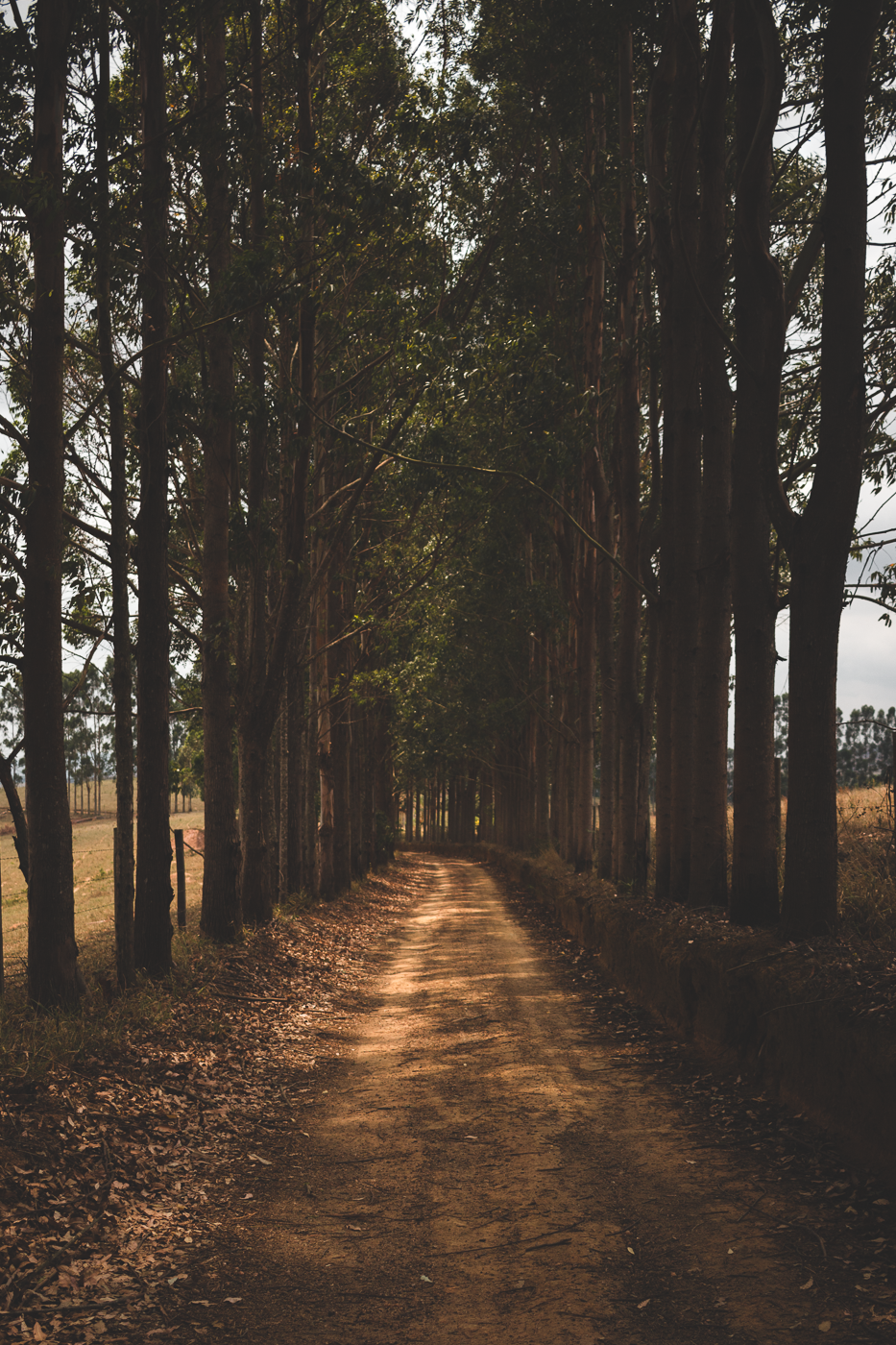 Rural Pathway Photography – Landscape by Rodrigo Baumgratz A quiet dirt road flanked by eucalyptus trees stretches into the distance in this landscape photograph by Rodrigo Baumgratz. Captured with a restrained color palette and natural light, the image emphasizes symmetry, texture, and spatial depth. Ideal for use in editorial landscape series, rural narratives, or projects exploring the intersection of nature and geometry. 