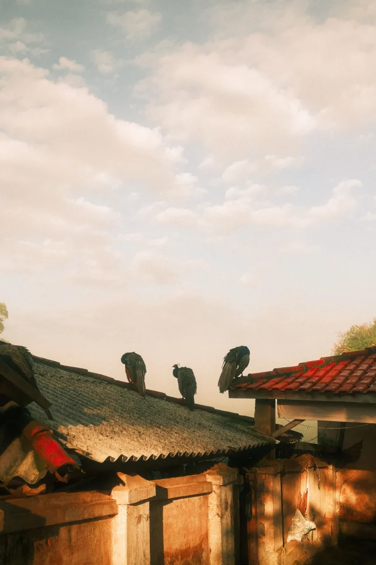 Black and white photograph of three vultures resting on old rooftops beneath a vast cloudy sky. A stark composition exploring urban landscape, silence, decay and the presence of wildlife within the city.