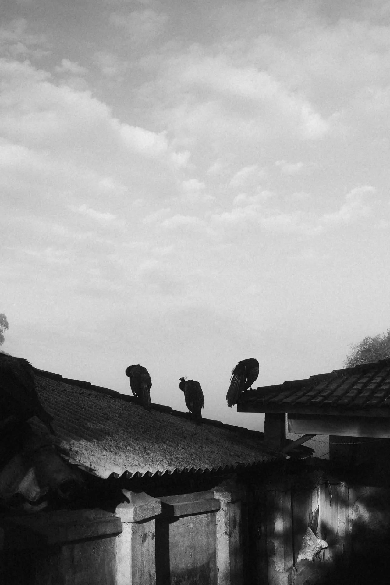 Black and white photograph of three vultures resting on old rooftops beneath a vast cloudy sky. A stark composition exploring urban landscape, silence, decay and the presence of wildlife within the city.